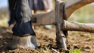 Orka, kuźnia i lekcja kaligrafii. Tak pokażą dawne rzemiosło w skansenie