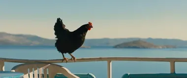 Osiem kur, jedna wielka ucieczka - film „Kura” w Nowym Sączu